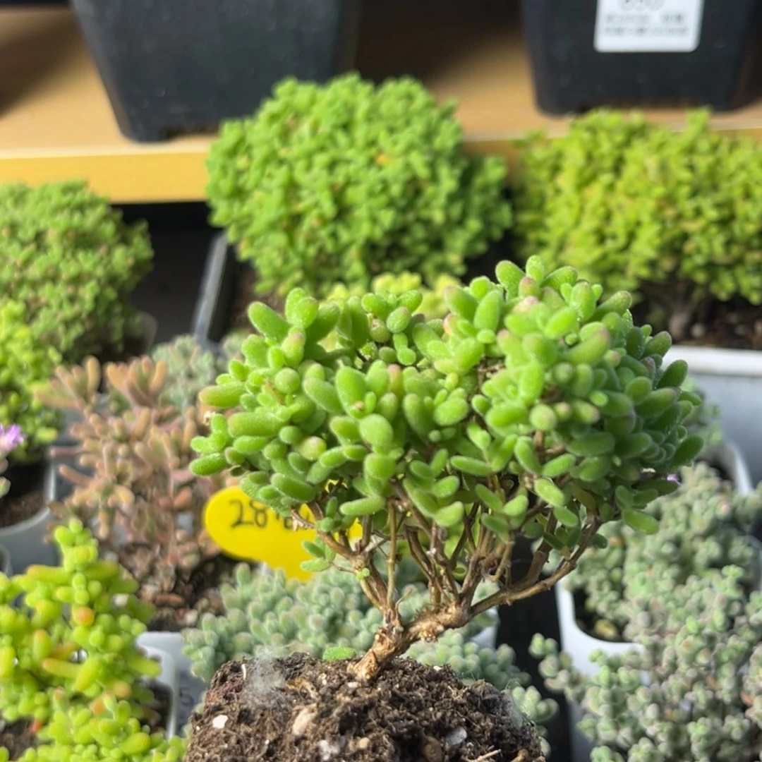 841蜜桔糖球小树。