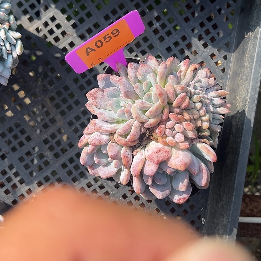 安***多肉植物一物一拍