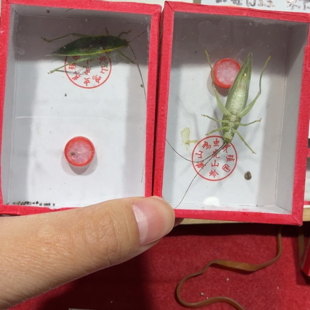 疯***了蟋蟀两条金钟包邮