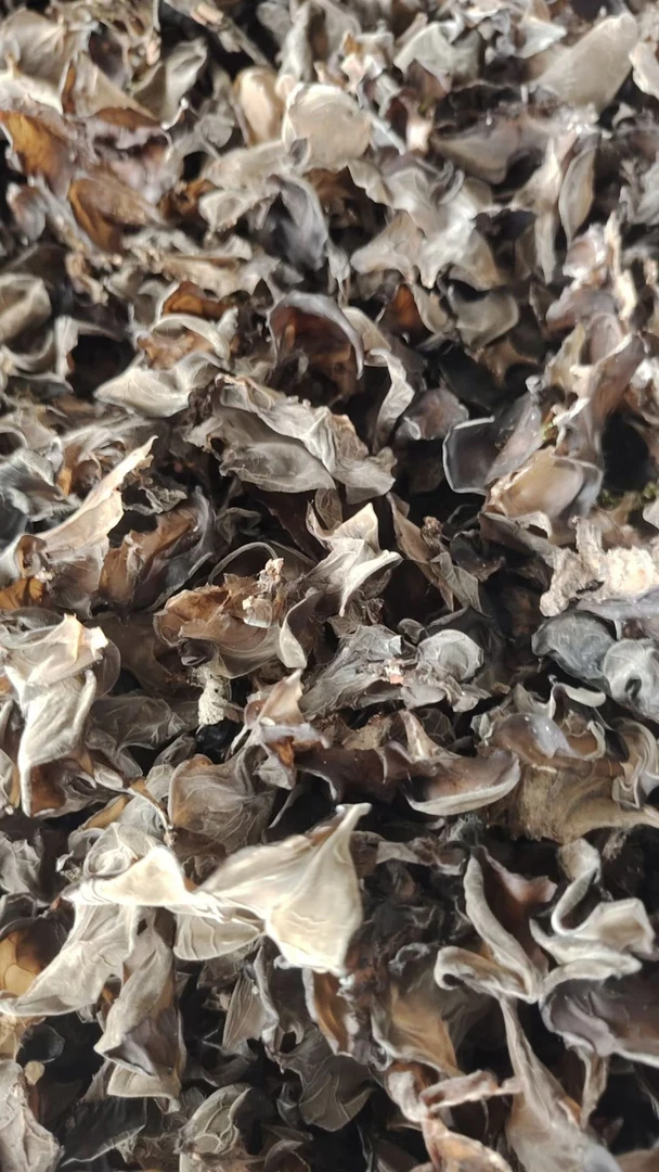 东北长白山野生木耳