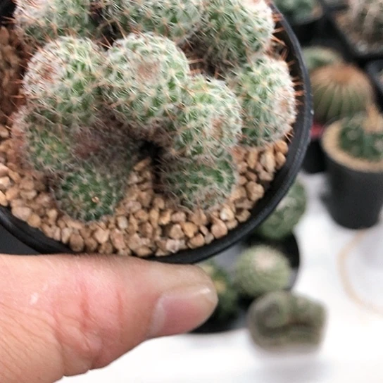 尘*间黄花青丸缀化仙人球