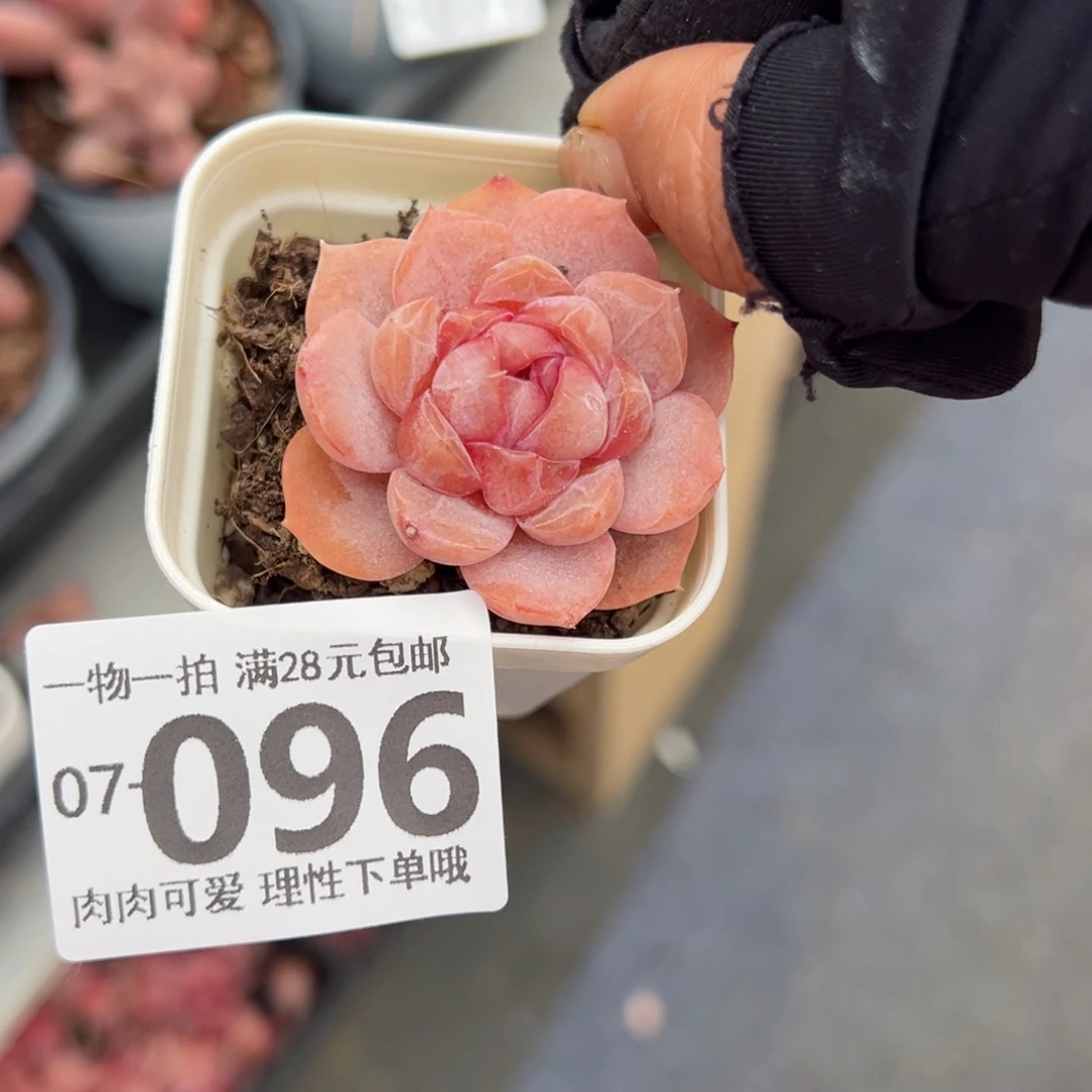 粉香水多肉多肉多肉多肉