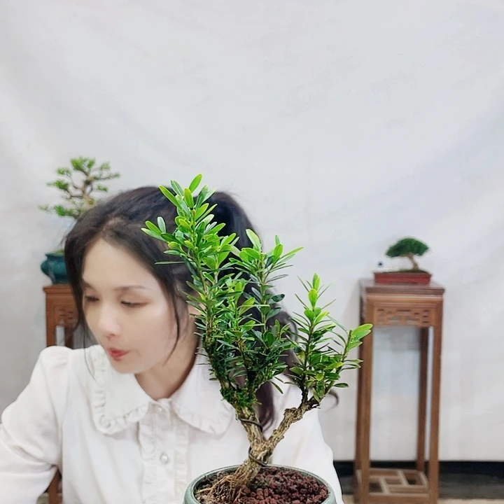 无花朵牧*人皱皮雀舌黄杨盆景