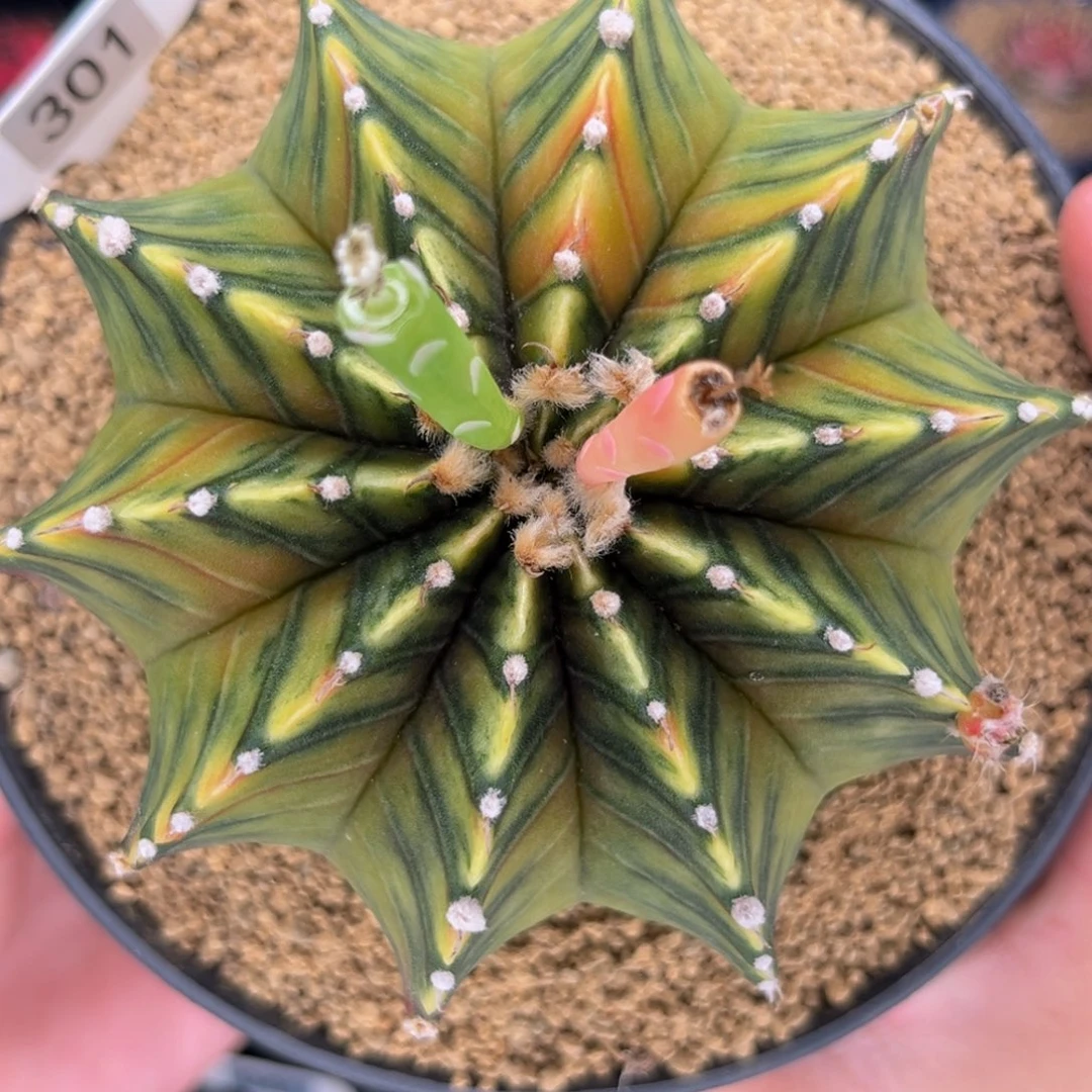 乌贼肋骨 米哈仙人球