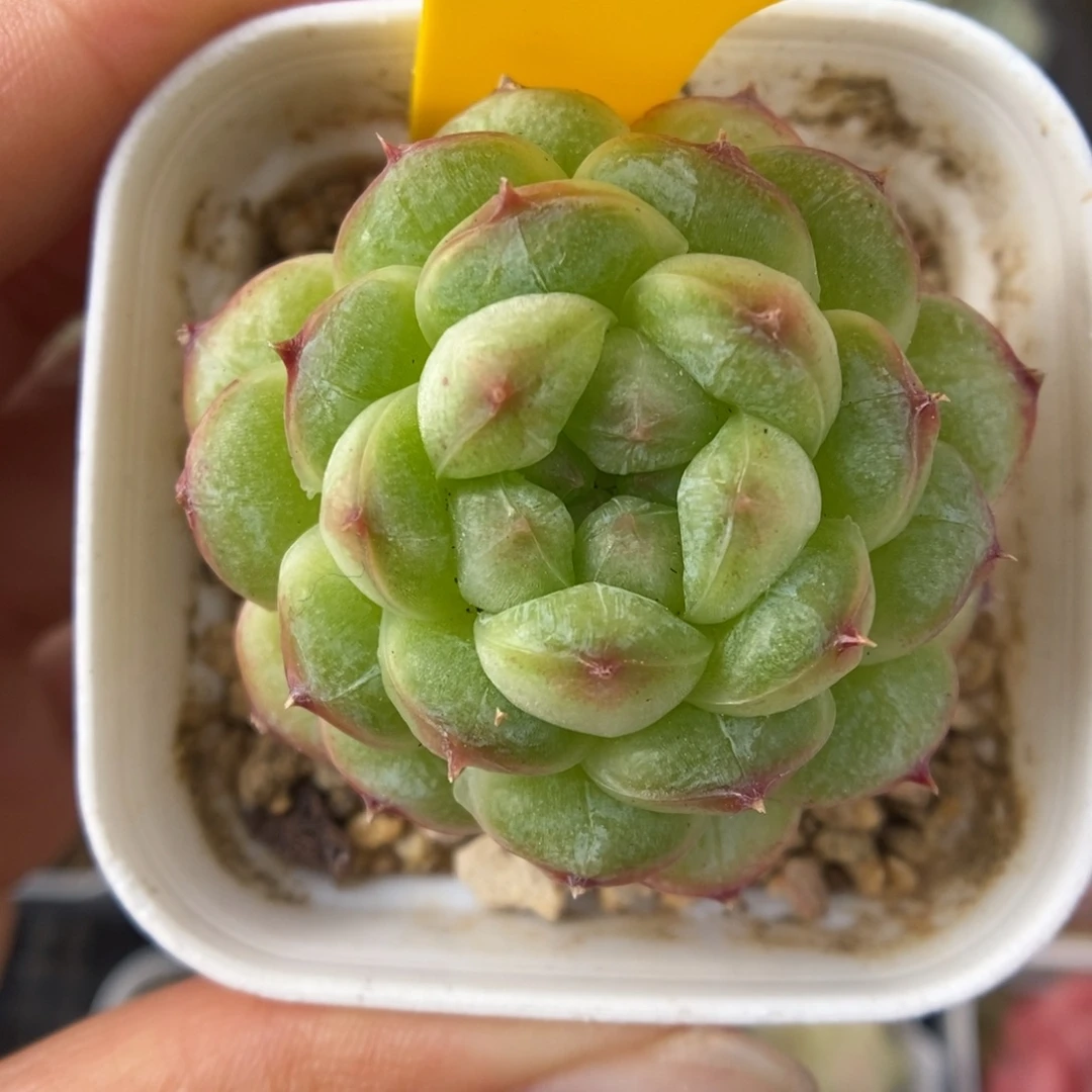 绿泡泡珍妮5470号。