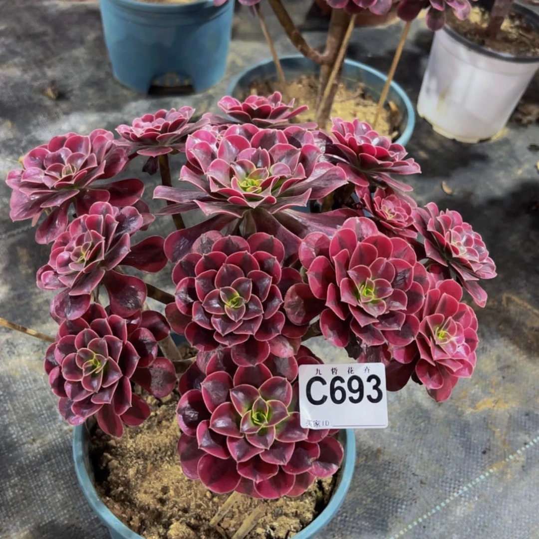 【闪购商品】69300
