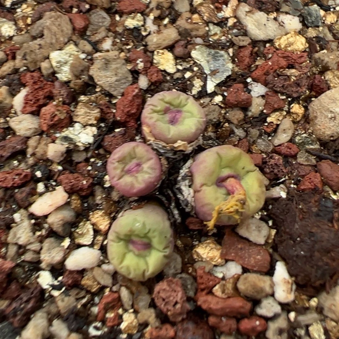 董***姐13-198肉锥多肉植物