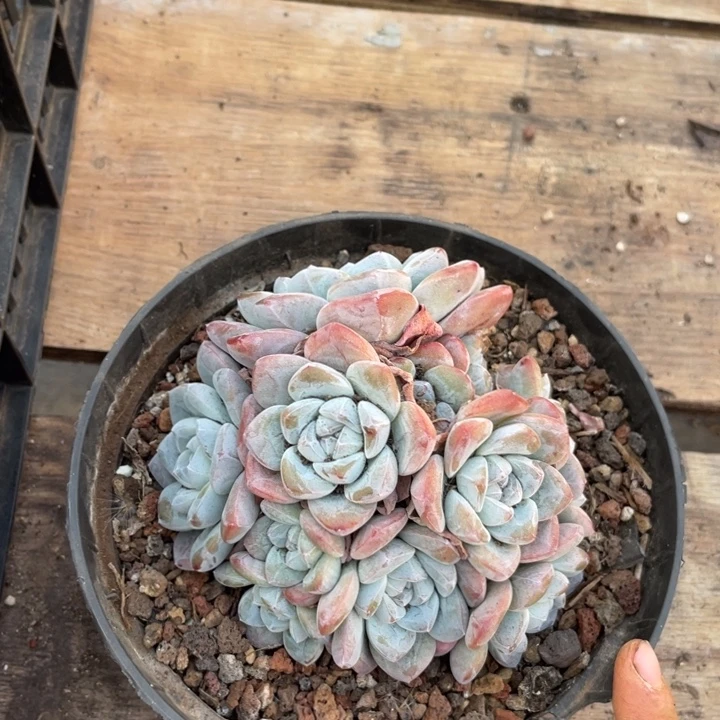 落***声哈哈哈哈哈哈哈哈哈哈哈