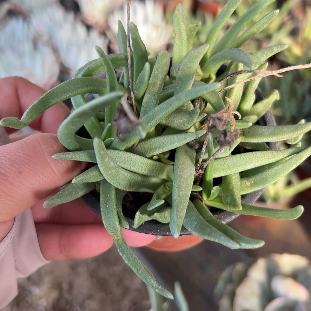 多肉植物黄花奔龙