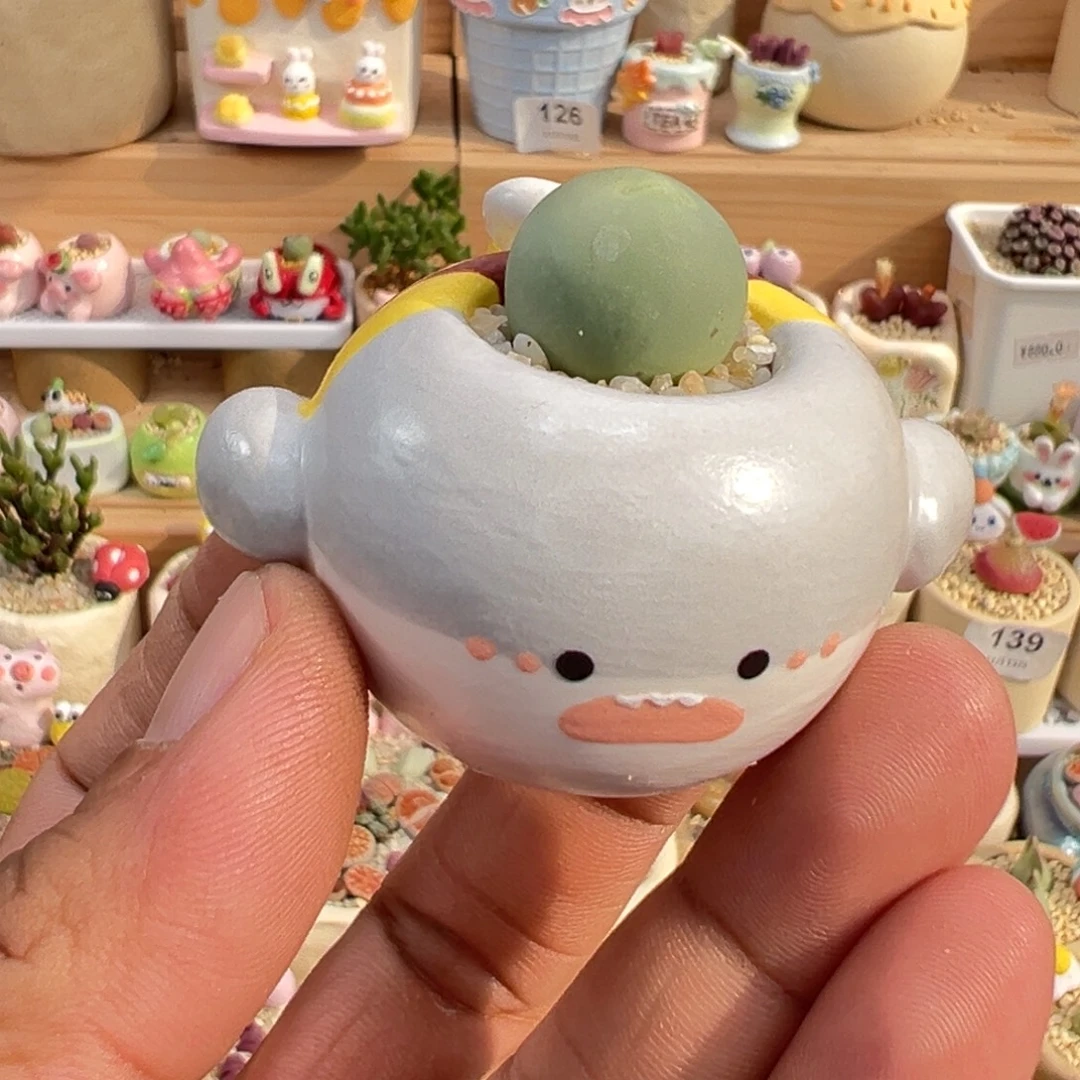 多肉植物实付9.9元包邮20号