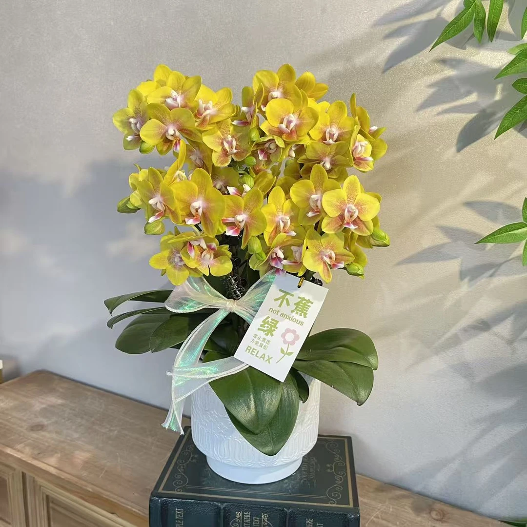 蝴蝶兰《香水黄金》稀有香味蝴蝶兰 苗情优质叶片碧绿 基地直发