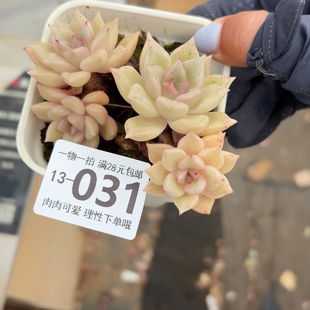黄金璀璨无盆土发货无盆