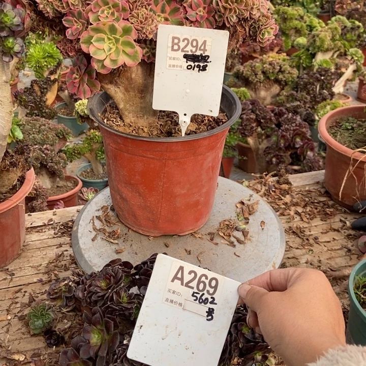 万***紫B294A269荔枝华纳两颗