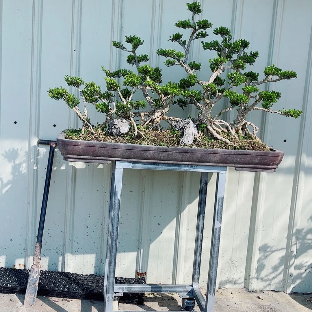 所***至广东雀舌皱皮黄杨盆景