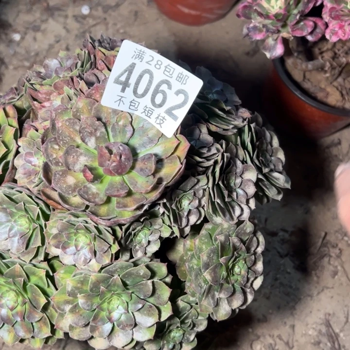 倾城中班多肉植物法师4062