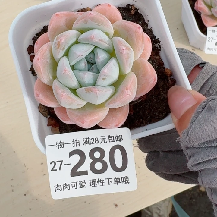 冰玉无盆土无盆土发货