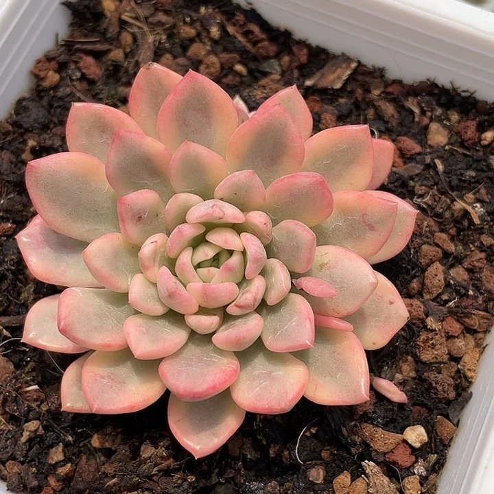 红宝石锦。锦龙一物一拍