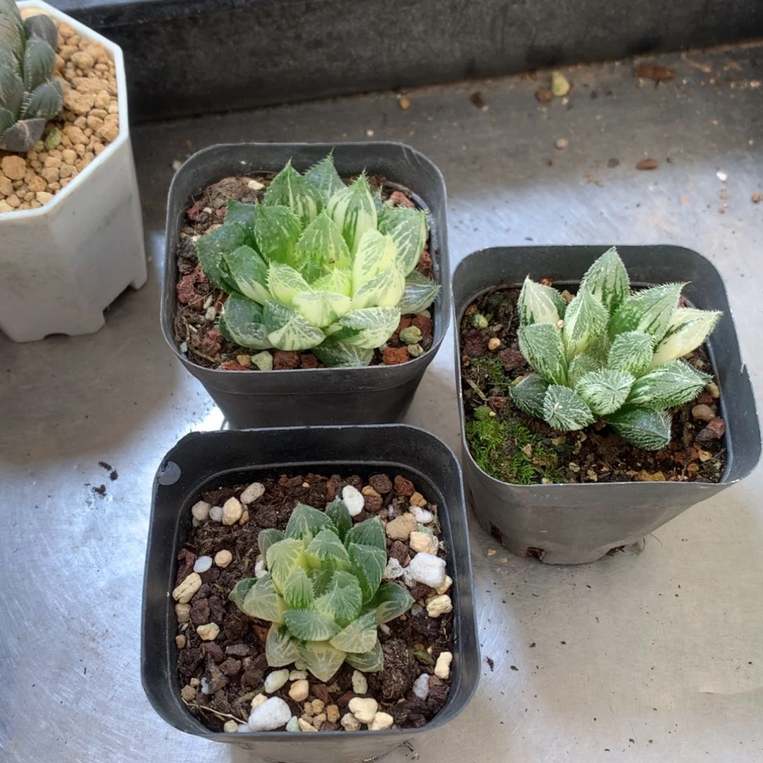 星***。直播拍，带盆土发货