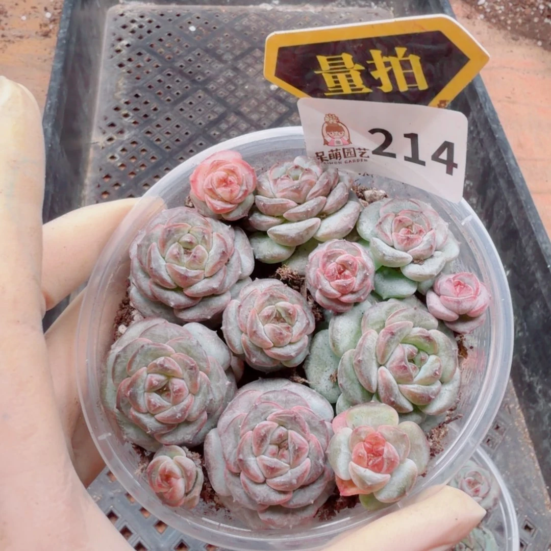 多肉植物多肉植物