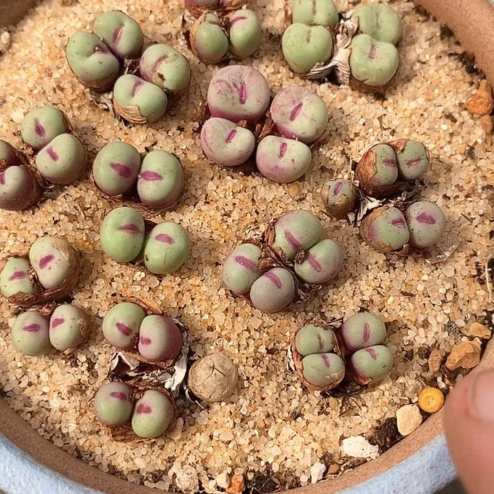 7518四头贝特分小红嘴一颗