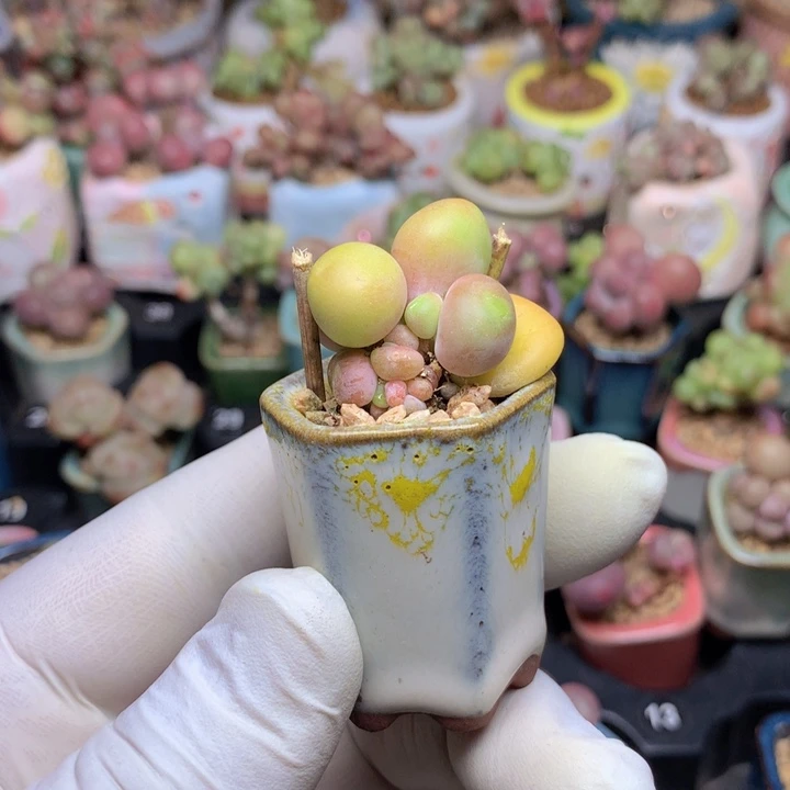 大小7头正版韩国芒果奶酪