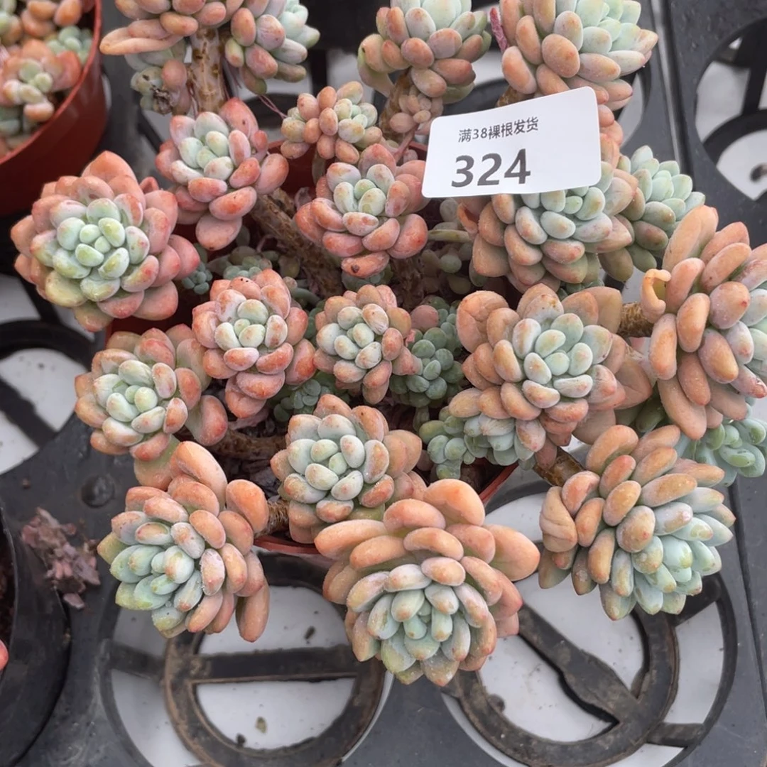 悦***耳324鱼子酱群生多肉植物