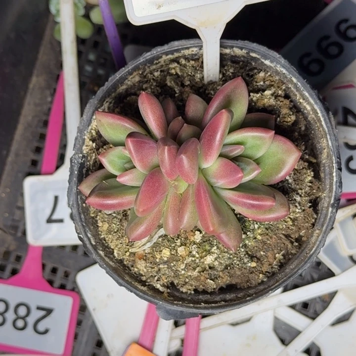 多肉植物迷雾泡泡群684