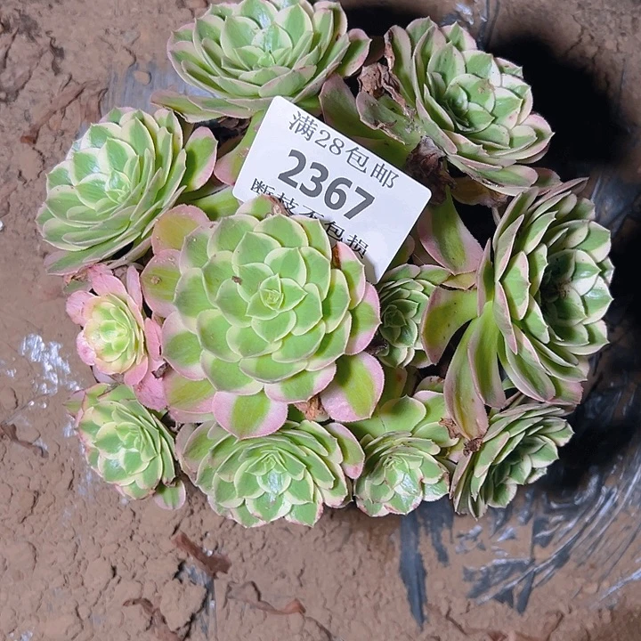 2367海仙多肉植物保护