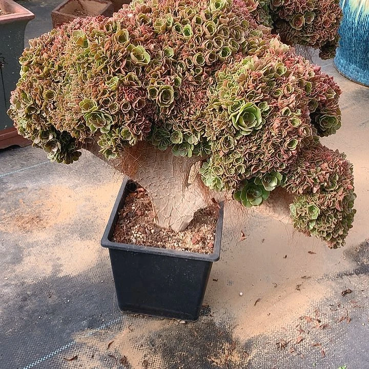 玫瑰朵朵脱土发货啊