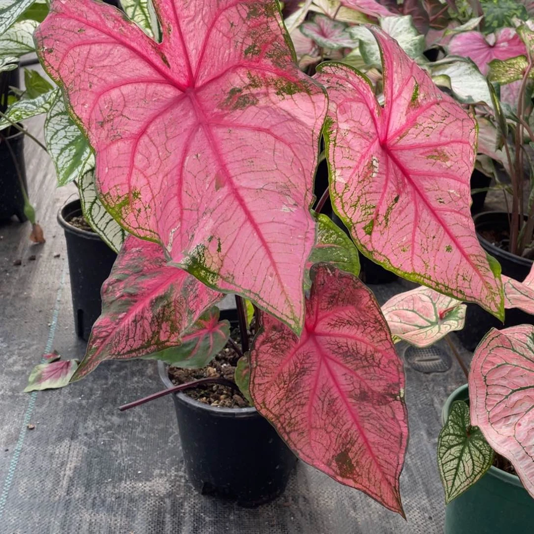 【闪购商品】完全开放安妮070彩叶