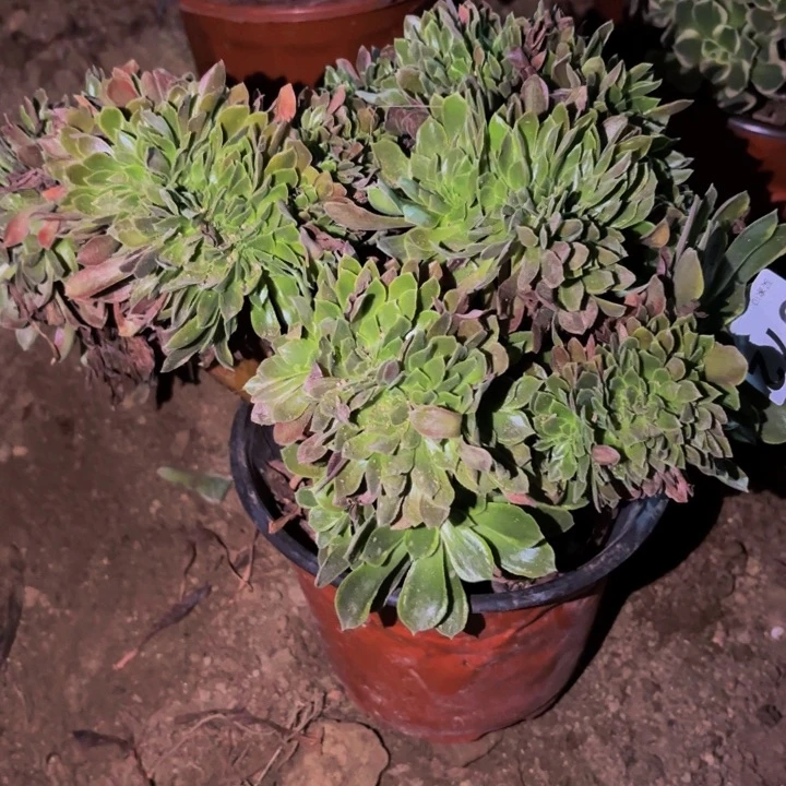 972缀化多肉植物秀气