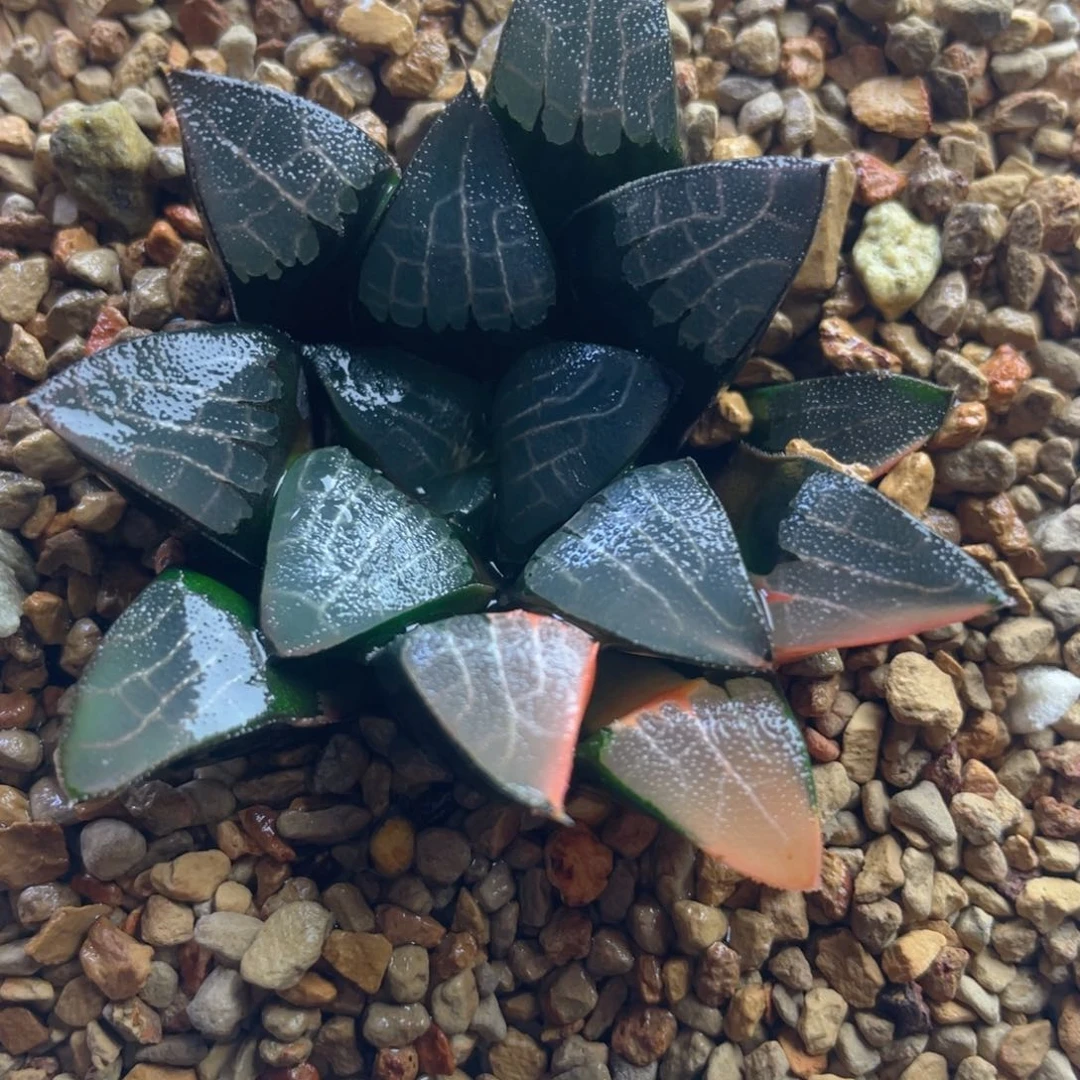 十二卷多肉实生克锦。