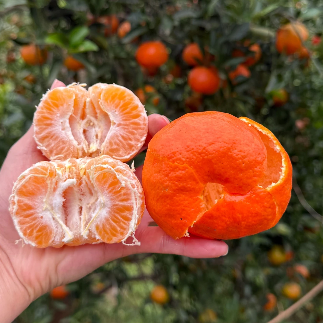 四川南充老树薄皮柑川红橘正宗古树大红袍红桔川陈皮原料孕妇水果