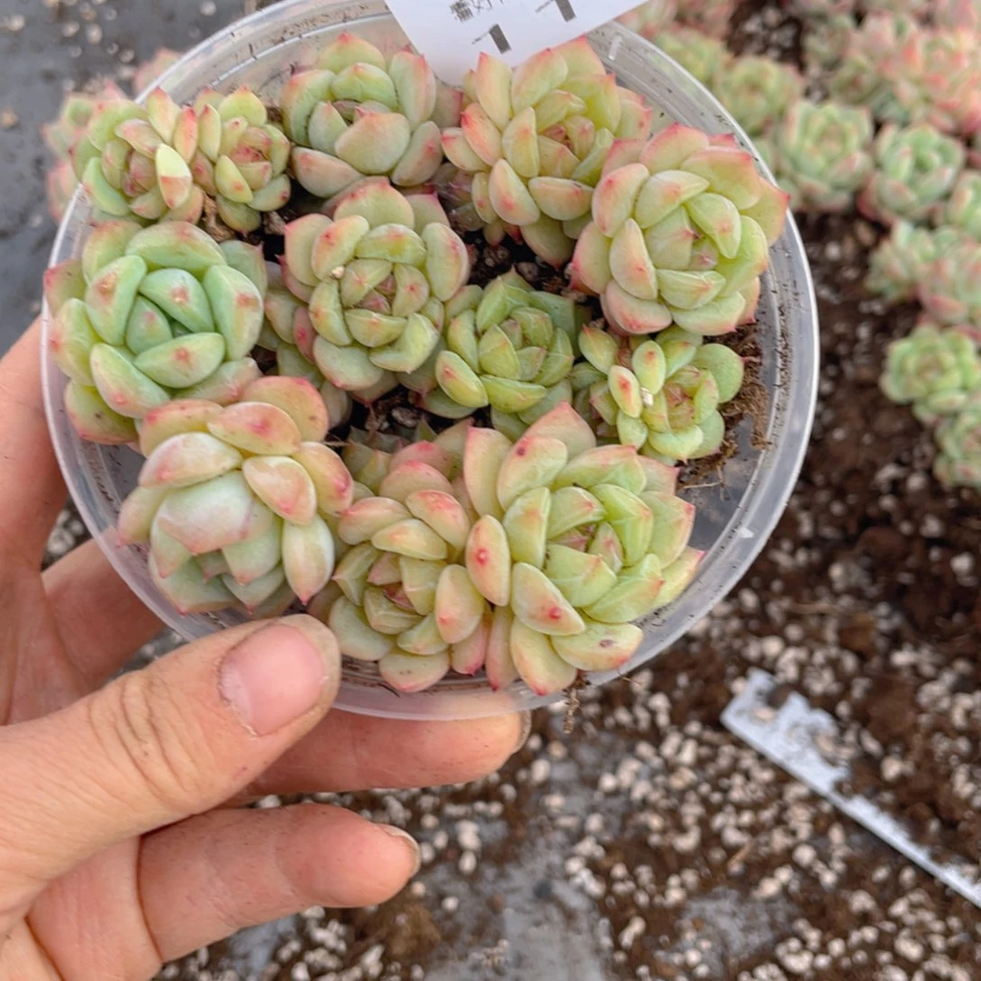 听***音糕大上多肉植物111