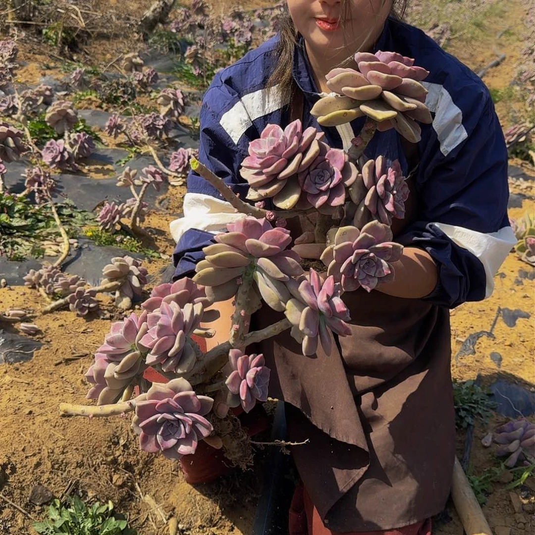 紫乐 两颗 不包损15公分起