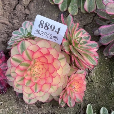 倾城多肉多肉8894