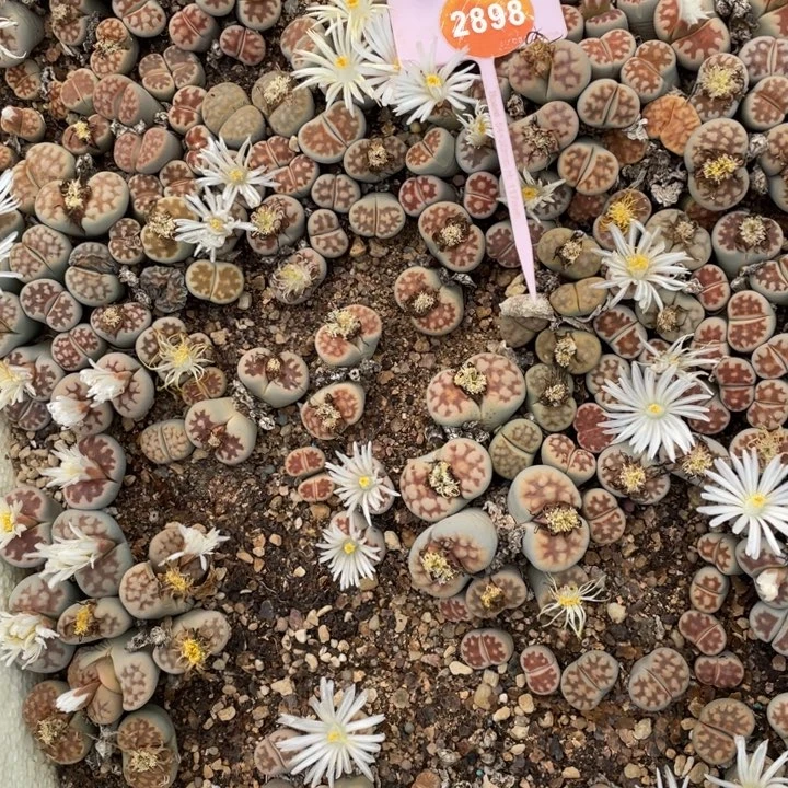 是***。生石花2898000000