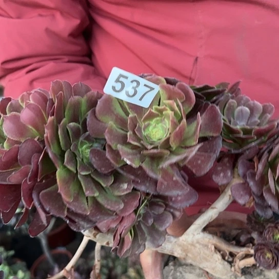 大***$多肉植物一个妖装