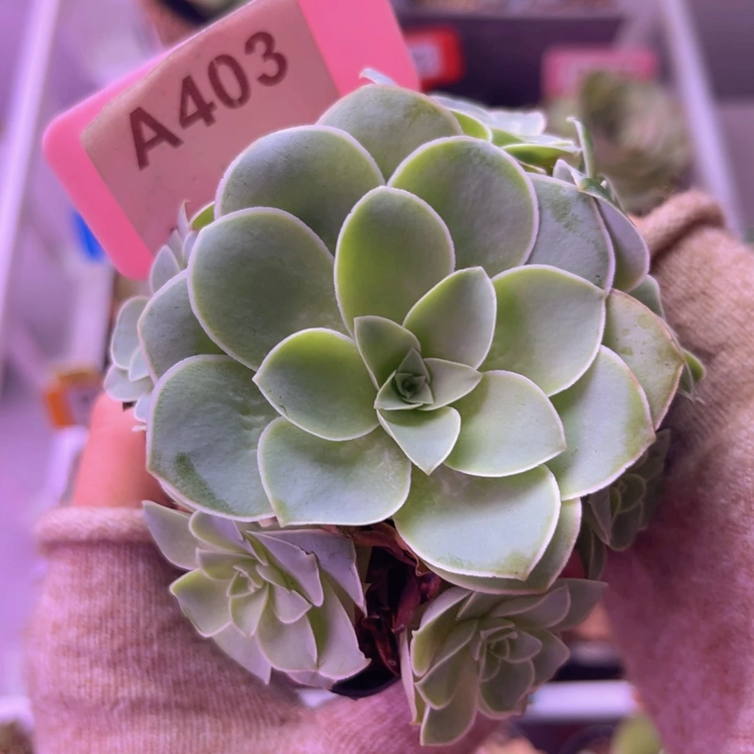 清风晚玫瑰群A403