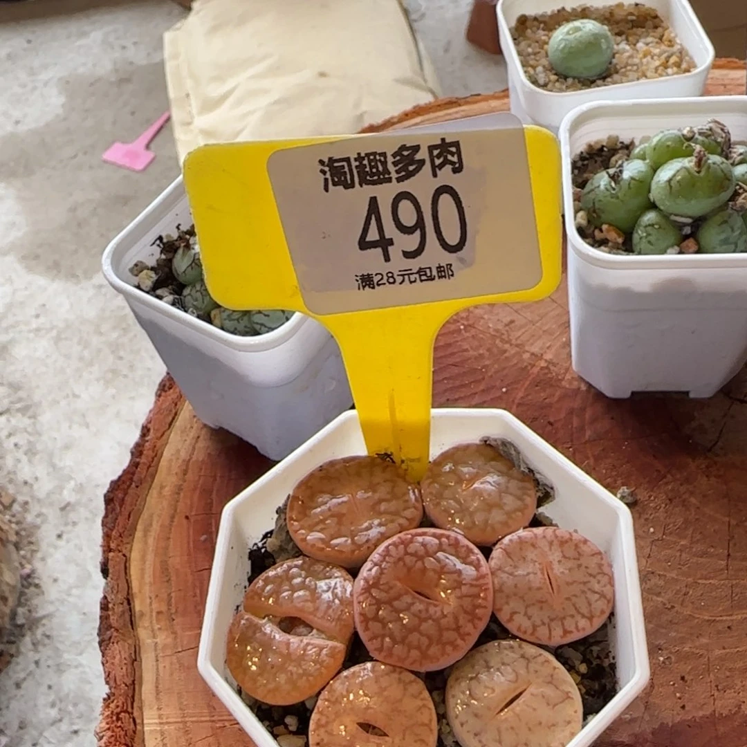 多肉植物大白饼干