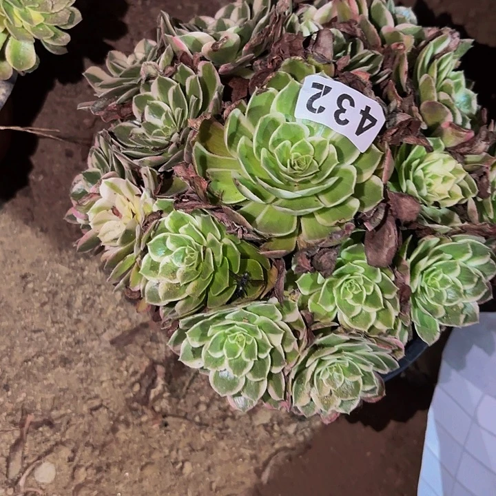 432玉芙蓉多肉植物不售后