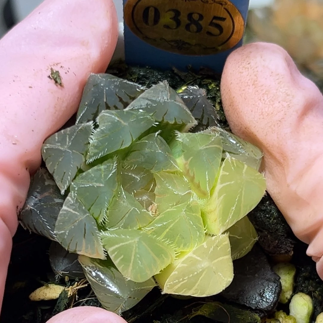 恭喜发财大吉大利0385