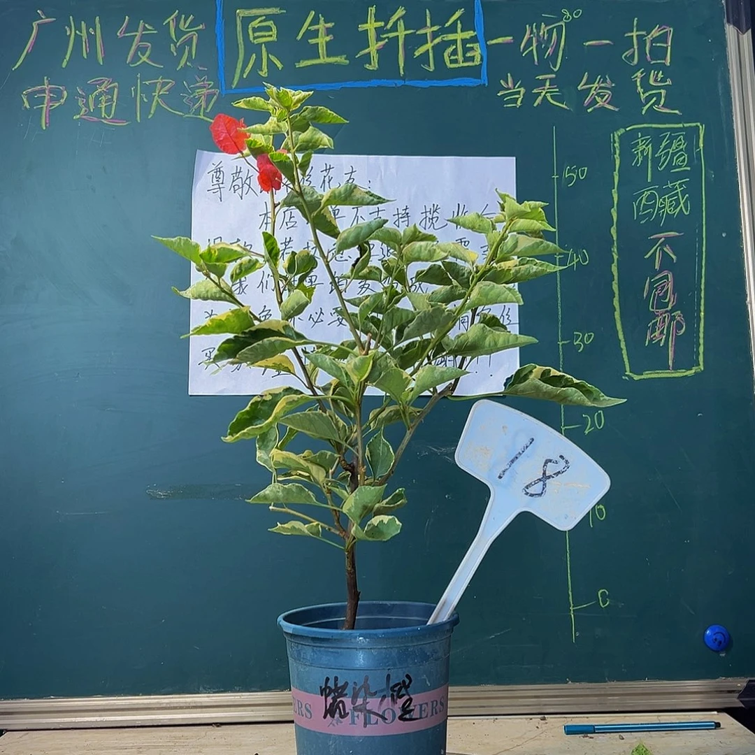 当前无花栽培后可以开花蜡染橙 18