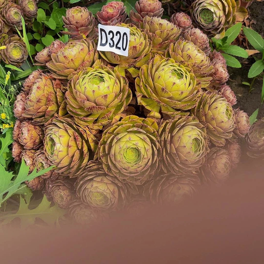 万拉丝14//-12包邮法师