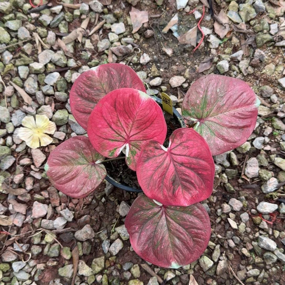 736-0717泰国发货粉苹果