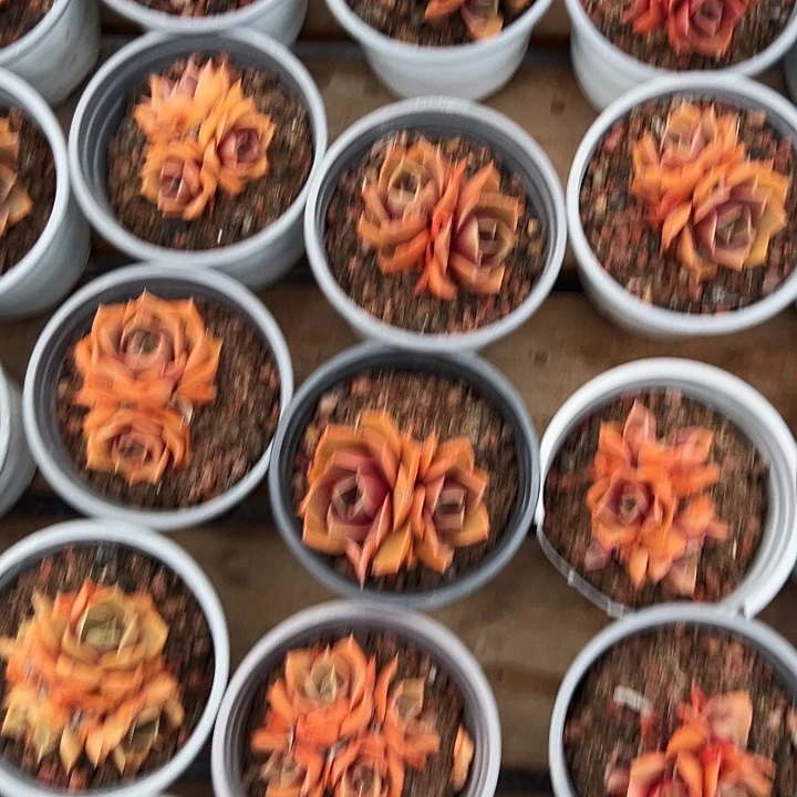 小红灯。群。  福利