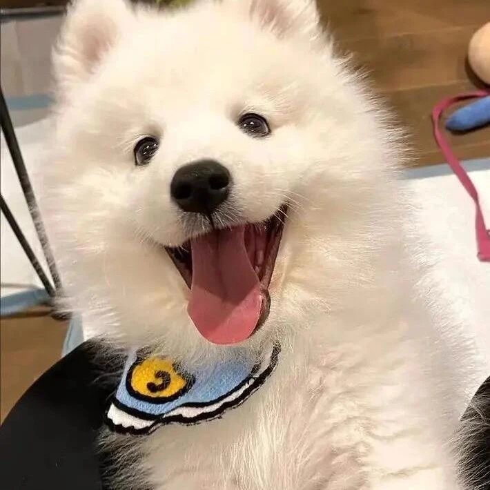 忠宠宠物优选 下单 专属链接