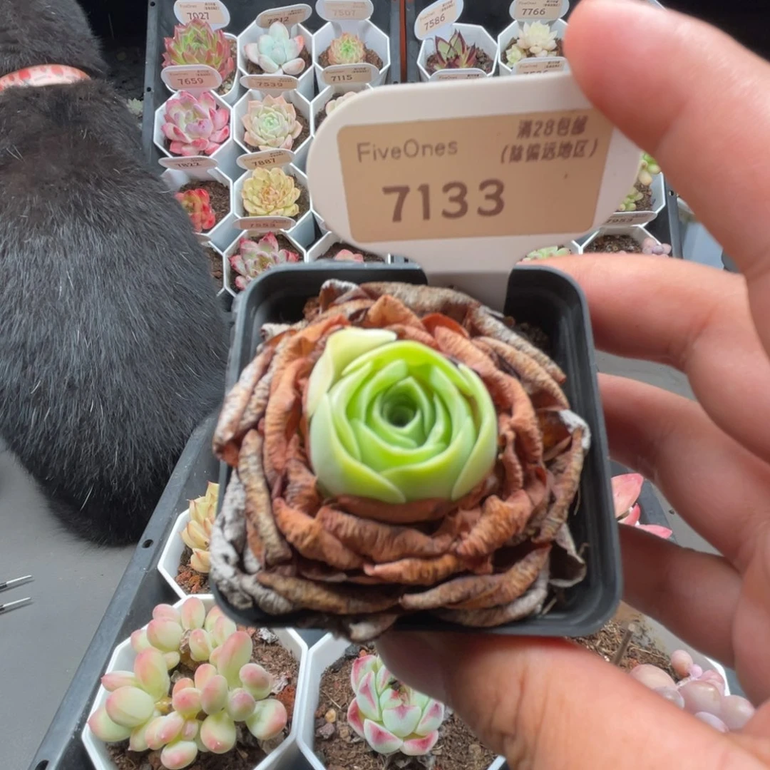 7133鸡蛋玫瑰3.5厘米