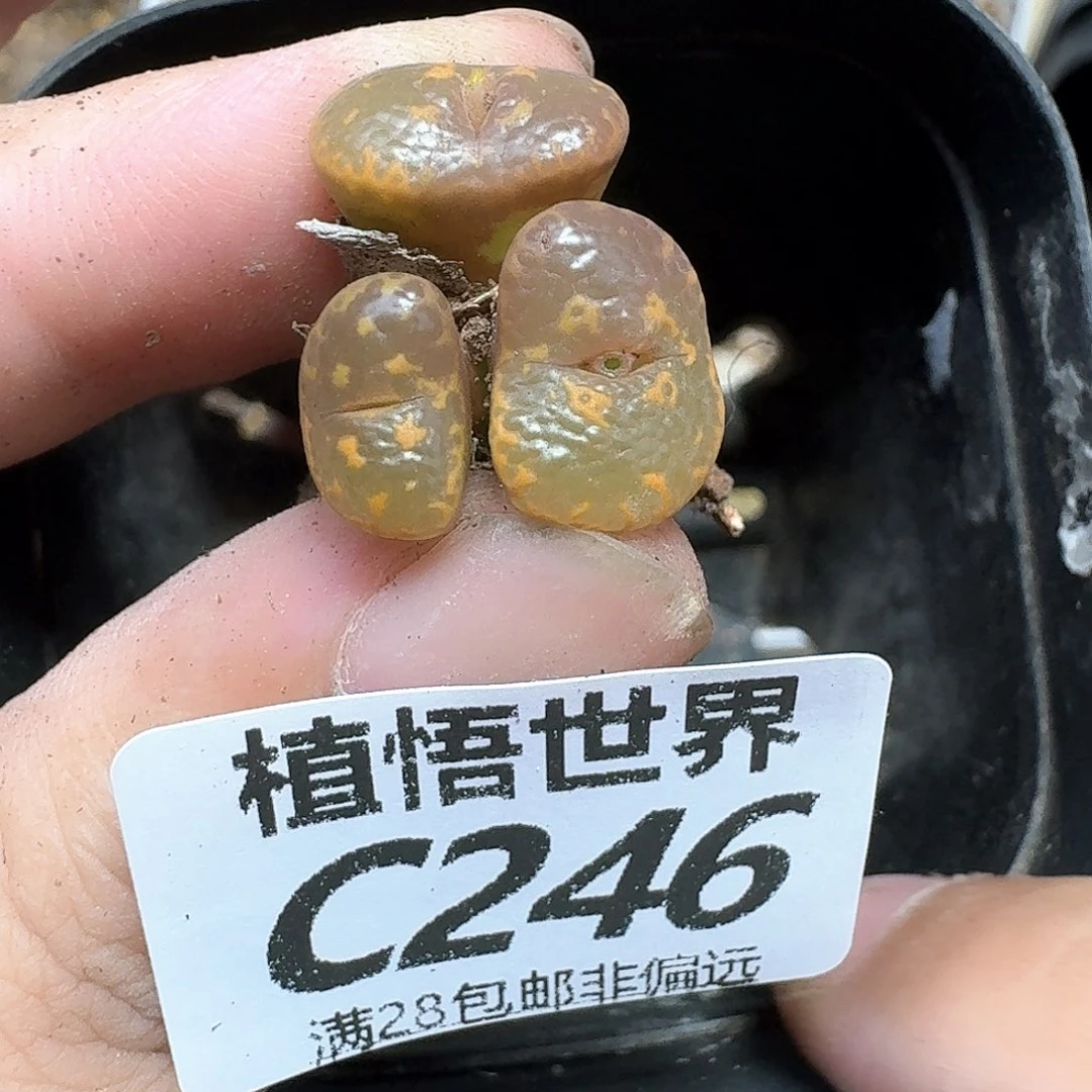 多肉植物的嘴从v经济