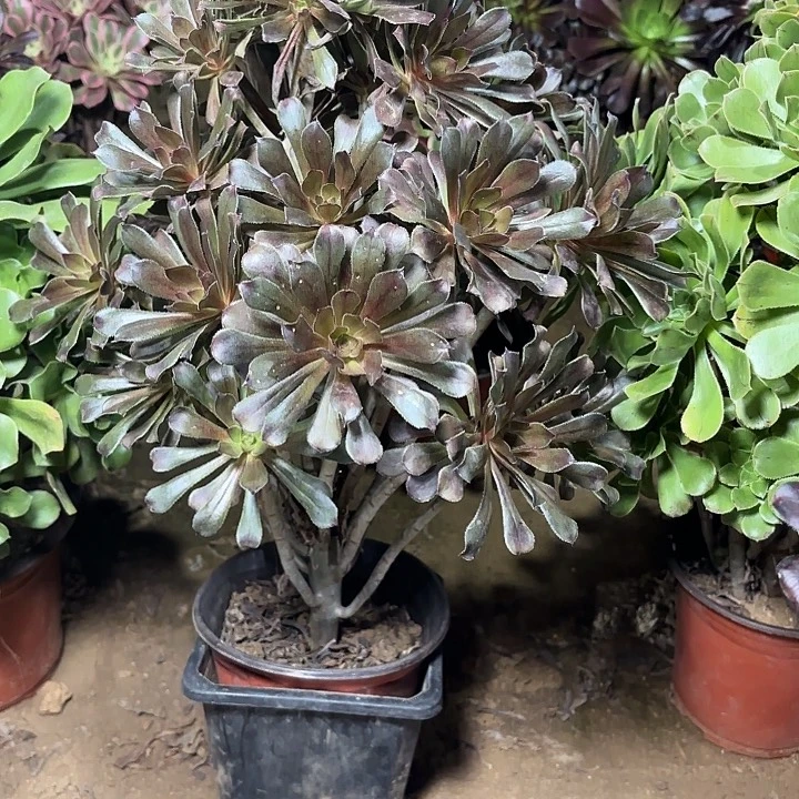 多肉植物法师灰法9